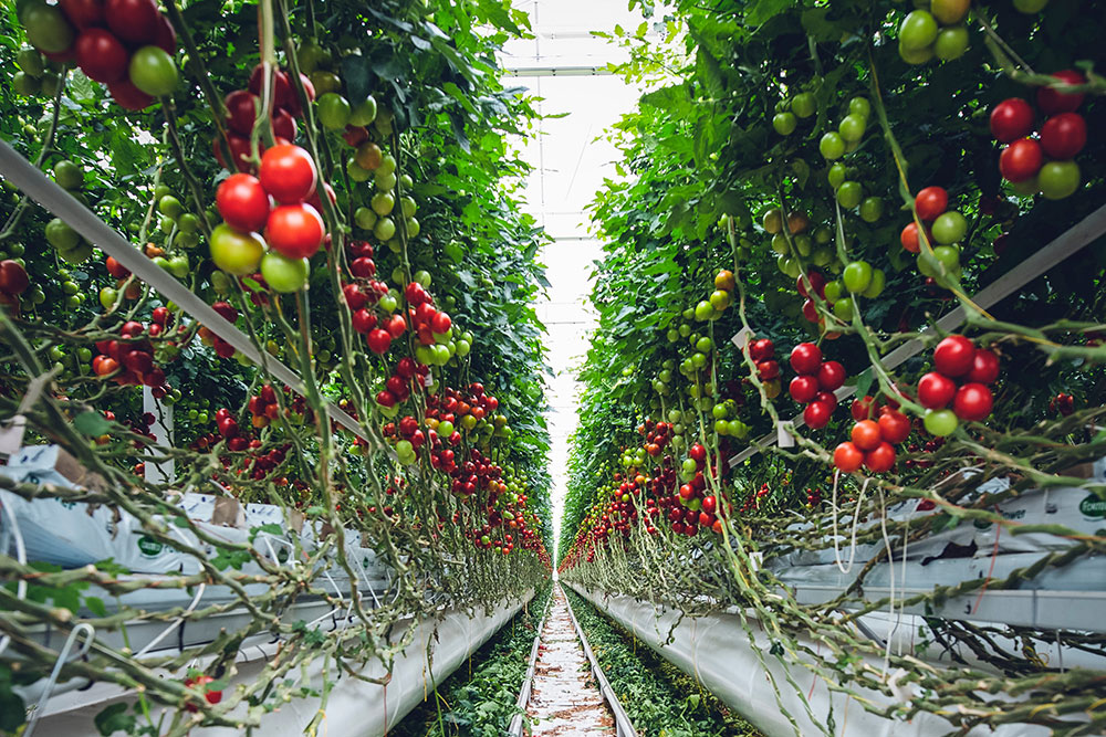 Tomatoes growing