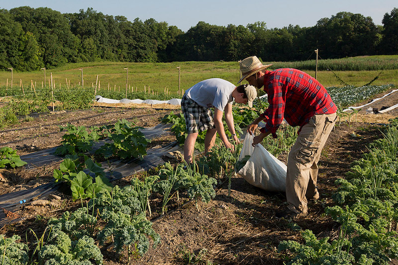 Two men working on a farm